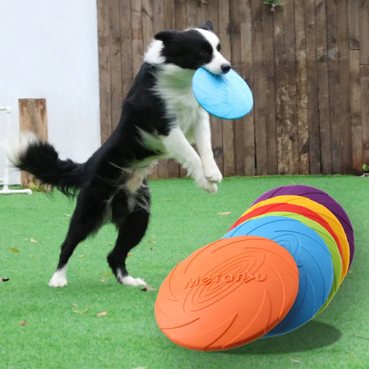 Doggy Frisbee - Our furry friends